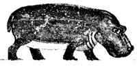 image of a hippo