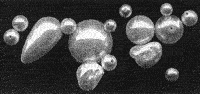 image of peals